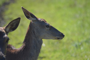 Deer in Profile