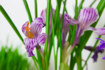 White and purple spring crocus flowers
