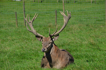Stag sat in field