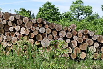伐採直後に積まれた杉の丸太
