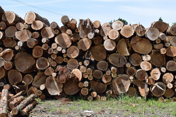 伐採直後に積まれた杉の丸太
