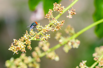 insect fly macro