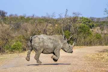 Fototapeta premium Southern white rhinoceros in Kruger National park, South Africa
