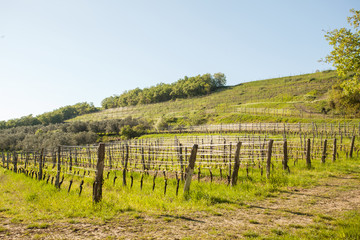 Fototapeta na wymiar Vineyards in spring in Slovenia.