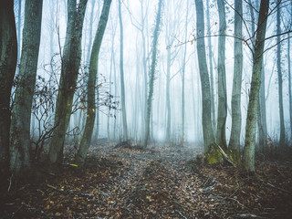 Forest in mist. In the winter mist invades the forest.