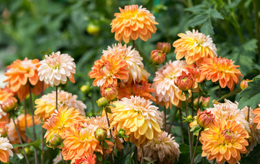 Flowers  dahlia in the garden