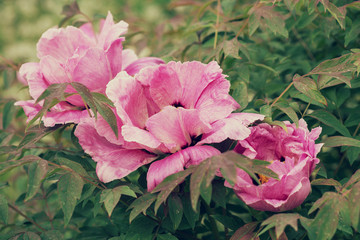 Paeonia suffruticosa Flower pink 