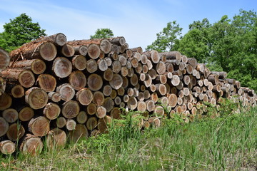 伐採直後に積まれた杉の丸太