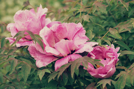 Paeonia Suffruticosa Flower Pink 