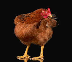Chicken posing on black background isolated, one closeup animal