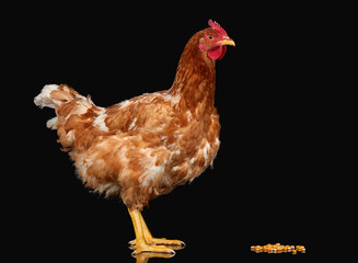 Chicken with corn seed on black background isolated, one closeup animal