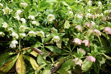春の花