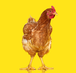 Chicken on yellow background isolated, one closeup animal