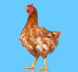Chicken on blue background isolated, one closeup animal