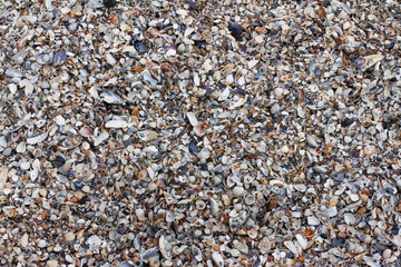 Sea shells use as background