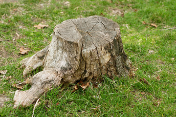 Fototapeta na wymiar Old stump in the grass