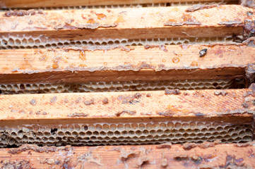  Empty honeycomb in a wooden frame