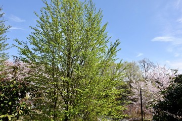 都立桜ヶ丘公園の新緑