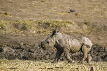 Obraz premium Southern white rhinoceros in Kruger National park, South Africa