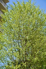 都立桜ヶ丘公園の新緑