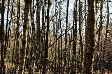 Fototapete bei efototapeten.de bestellen   