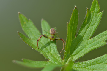 Veränderliche Krabbenspinne