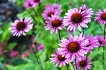 Echinacea