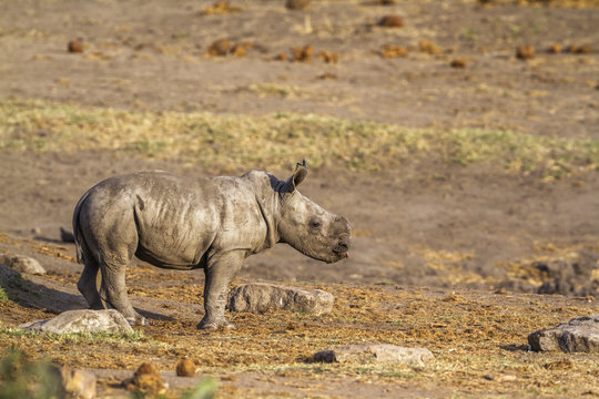 Southern white rhinoceros in Kruger National park, South Africa