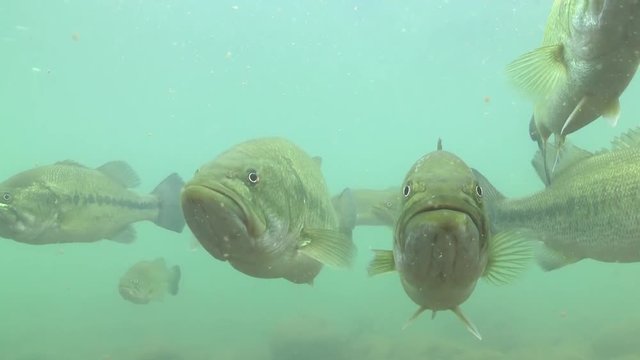 ブラックバスの群れ 水中映像