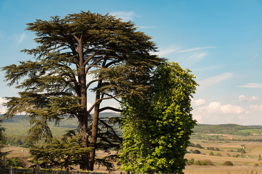 Zedernbaum in den Weinbergen