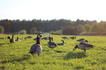 Barnacle goose flock in the park