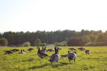 Barnacle goose flock in the park