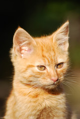 Fototapeta na wymiar Portrait of a little yellow-orange newborn kitten