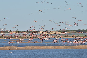 Flamencos