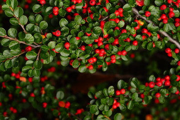 Spring flowers in spring blossom. Garden flower.  Autumn harvest colorful 