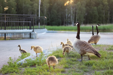 Canada goose family in the park