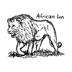 Obraz premium angry african lion walking - vector illustration sketch hand drawn with black lines, isolated on white background