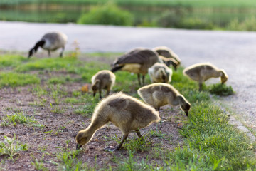 Canada goose family in the park