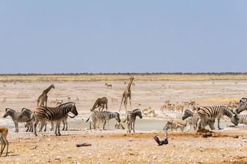 Nebrowni Waterhole in Etosha with lots of different animals including giraffe, zebra and springbok. Namibia, Africa