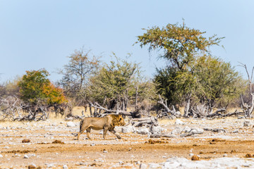 Lone lion walking in african savanna. Etosha national park, Namibia.