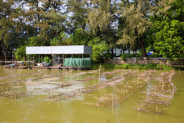 Fish farming in  pond