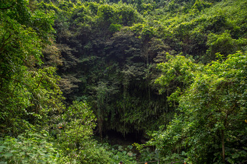 Panorama of  rainforest