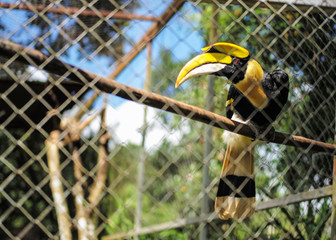 Yellow hornbill in cage