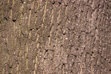 Tree Bark
