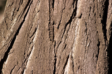 Tree Bark