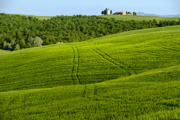 Fototapeta na wymiar Countryside landscape around Pienza Tuscany