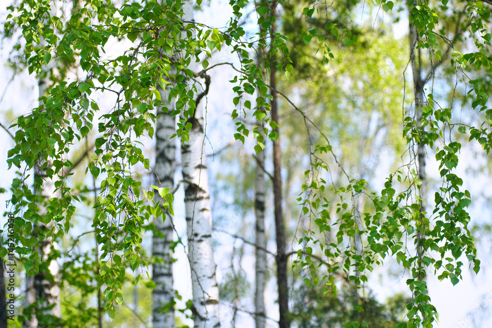 Poster young slim thin birch trees in the spring in the forest. branches of birch trees with young juicy le
