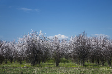 Naklejka premium A blossoming garden against a bright blue sky.
