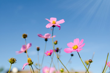 the pink cosmos  in sunshine day