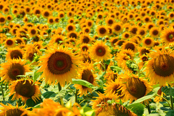 Fototapeta premium nice and warm in summer field with blooming sunflower blossoms 